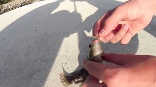 Форос пирс незнакомая рыба что за вид?