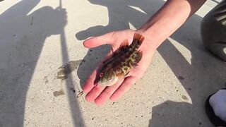 Форос пирс незнакомая рыба что за вид?