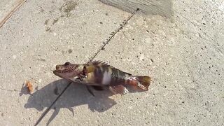 Форос пирс незнакомая рыба что за вид?