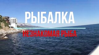 Форос пирс незнакомая рыба что за вид?