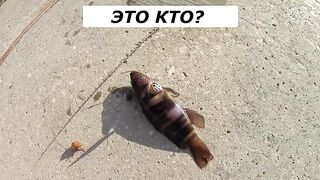 Форос пирс незнакомая рыба что за вид?