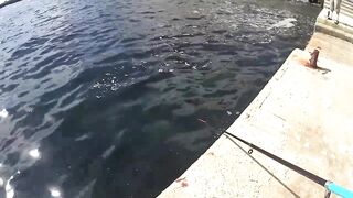 Форос пирс незнакомая рыба что за вид?