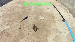 Форос пирс незнакомая рыба что за вид?