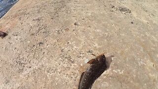 Форос пирс незнакомая рыба что за вид?