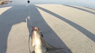 Форос пирс незнакомая рыба что за вид?