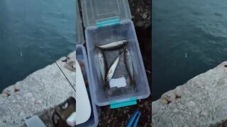 Алупка рыбалка на бомбарду у берега