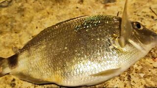 Алупка - первый трофей сезона, берег и тёплая вода