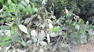 Олимпос руины и кемпинг в Чиралы у моря