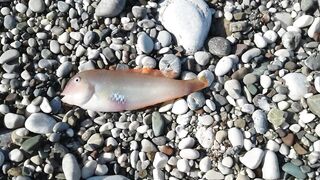 Кемер Кириш Средиземное море рыбалка у берега