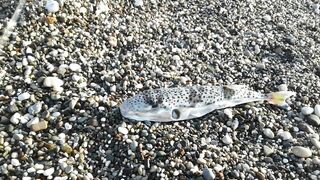 Кемер Кириш Средиземное море рыбалка у берега