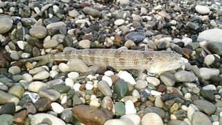 Кемер Кириш Средиземное море рыбалка у берега