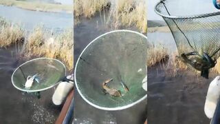 Дальян - ловля голубых крабов у берега