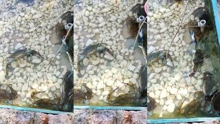 Дальян синие крабы и каналы прогулка по воде