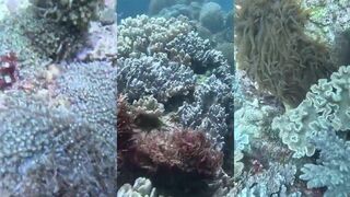 Ras Al Hadd (Рас-эль-Хадд), Oman (Оман) дайвинг у рифа