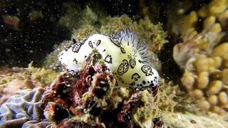 Ras Al Hadd (Рас-эль-Хадд), Oman (Оман) - рыбалка 10-11.07.2025