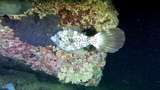 Ras Al Hadd (Рас-эль-Хадд), Oman (Оман) - рыбалка 10-11.07.2025