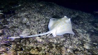 Ras Al Hadd (Рас-эль-Хадд), Oman (Оман) - рыбалка 10-11.07.2025