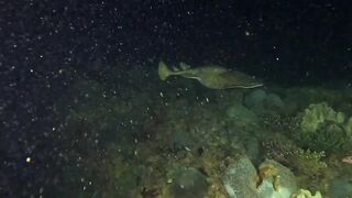 Ras Al Hadd (Рас-эль-Хадд), Oman (Оман) - рыбалка 10-11.07.2025