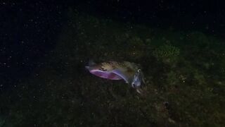 Ras Al Hadd (Рас-эль-Хадд), Oman (Оман) - рыбалка 10-11.07.2025