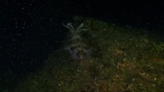 Ras Al Hadd (Рас-эль-Хадд), Oman (Оман) - рыбалка 10-11.07.2025