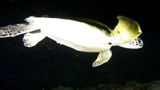 Ras Al Hadd (Рас-эль-Хадд), Oman (Оман) - рыбалка 10-11.07.2025