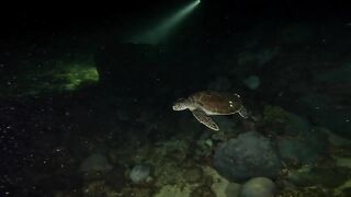 Ras Al Hadd (Рас-эль-Хадд), Oman (Оман) - рыбалка 10-11.07.2025