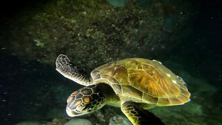 Ras Al Hadd (Рас-эль-Хадд), Oman (Оман) - рыбалка 10-11.07.2025