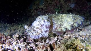 Ras Al Hadd (Рас-эль-Хадд), Oman (Оман) - рыбалка 10-11.07.2025