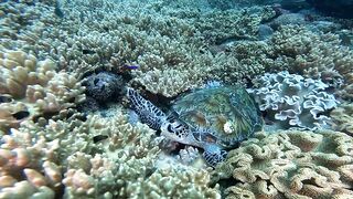 Ras Al Hadd (Рас-эль-Хадд), Oman (Оман) - рыбалка 10-11.07.2025