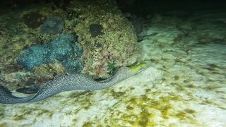 Ras Al Hadd (Рас-эль-Хадд), Oman (Оман) - рыбалка 10-11.07.2025