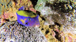 Ras Al Hadd (Рас-эль-Хадд), Oman (Оман) - рыбалка 10-11.07.2025