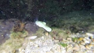 Ras Al Hadd (Рас-эль-Хадд), Oman (Оман) - рыбалка 10-11.07.2025