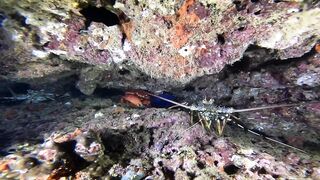 Ras Al Hadd (Рас-эль-Хадд), Oman (Оман) - рыбалка 10-11.07.2025