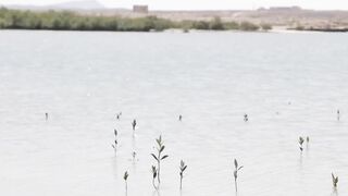 Ras Al Hadd (Рас-эль-Хадд) берег и рыбалка у моря