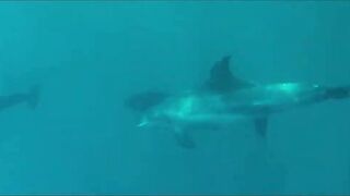 Ain Sokhna (Айн-Сохна), Egypt (Египет) морская рыбалка у берега