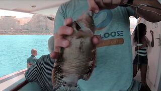 Ain Sokhna (Айн-Сохна), Egypt (Египет) морская рыбалка у берега