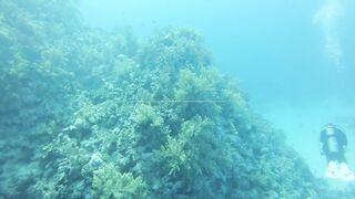 El Quseir (Эль-Кусейр) 11.05.2022 риф Erg Lassal и северный хаус-риф