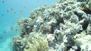 El Quseir (Эль-Кусейр) 11.05.2022 риф Erg Lassal и северный хаус-риф