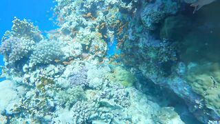 El Quseir (Эль-Кусейр) 11.05.2022 риф Erg Lassal и северный хаус-риф