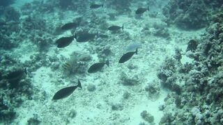 El Quseir (Эль-Кусейр) 11.05.2022 риф Erg Lassal и северный хаус-риф