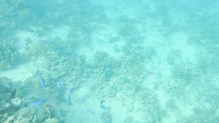 El Quseir (Эль-Кусейр) 11.05.2022 риф Erg Lassal и северный хаус-риф