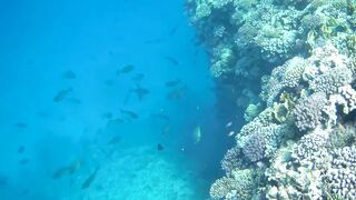 El Quseir (Эль-Кусейр) 11.05.2022 риф Erg Lassal и северный хаус-риф