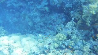 El Quseir (Эль-Кусейр) 11.05.2022 риф Erg Lassal и северный хаус-риф