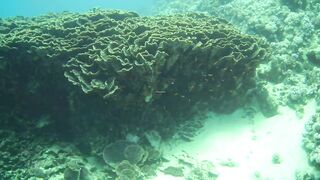 El Quseir (Эль-Кусейр) 06.05.2022 Rohanou House Reef N+S