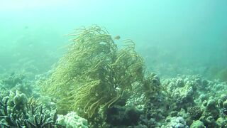 El Quseir (Эль-Кусейр) 06.05.2022 Rohanou House Reef N+S