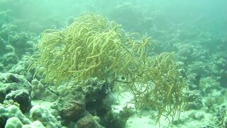 El Quseir (Эль-Кусейр) 06.05.2022 Rohanou House Reef N+S