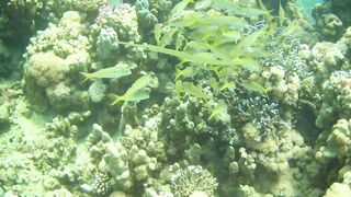 El Quseir (Эль-Кусейр) 06.05.2022 Rohanou House Reef N+S