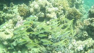 El Quseir (Эль-Кусейр) 06.05.2022 Rohanou House Reef N+S