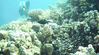 El Quseir (Эль-Кусейр) 06.05.2022 Rohanou House Reef N+S