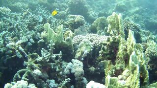 El Quseir (Эль-Кусейр) 06.05.2022 Rohanou House Reef N+S